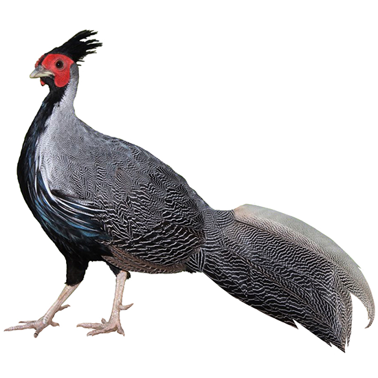Lineated Kalij